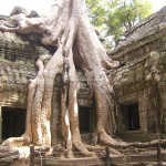 Tomb Raider Tree
