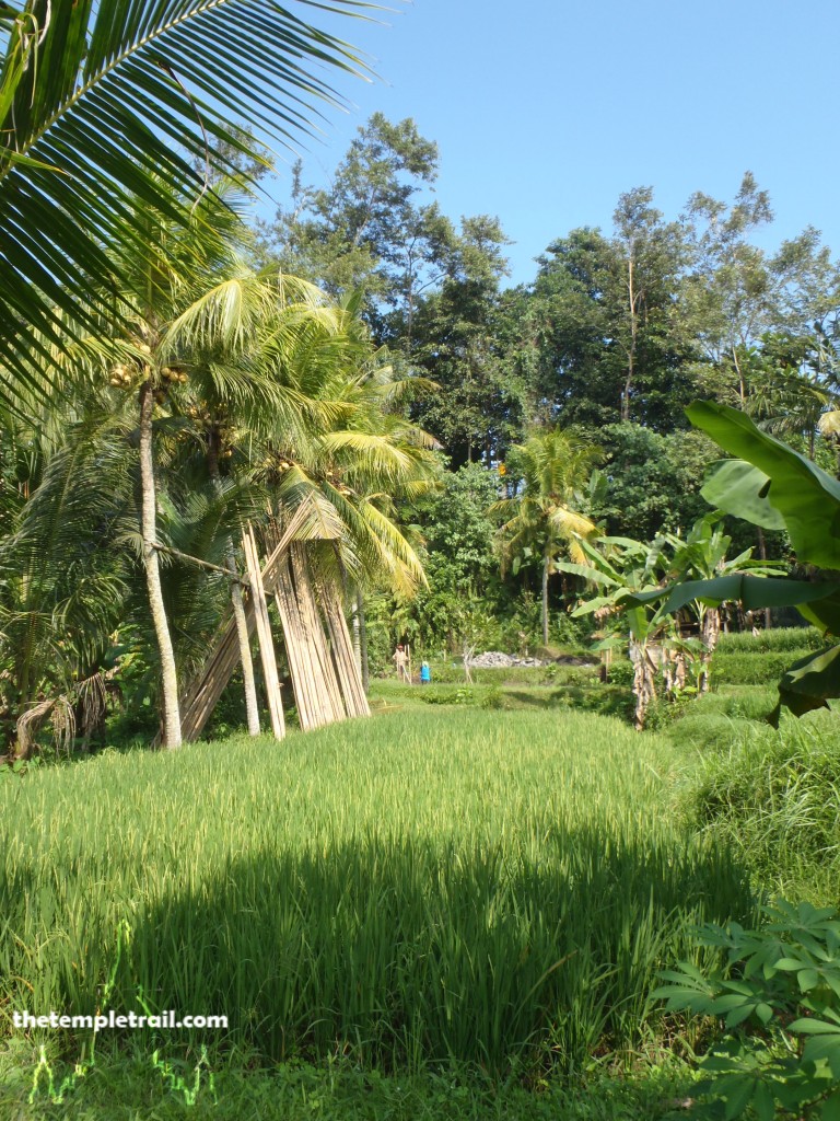 Rice Paddy